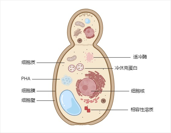 低温微生物细胞结构.png